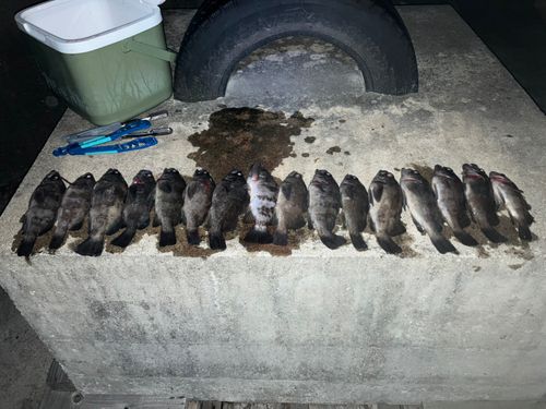 メバルの釣果
