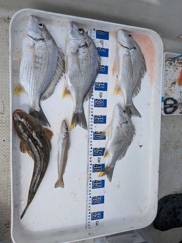 釣果