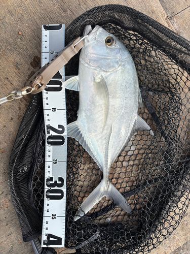 ロウニンアジの釣果