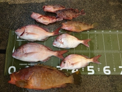 マダイの釣果