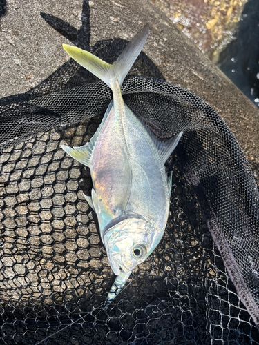 ロウニンアジの釣果