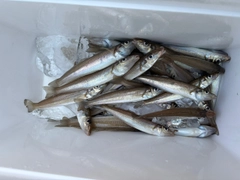 シロギスの釣果