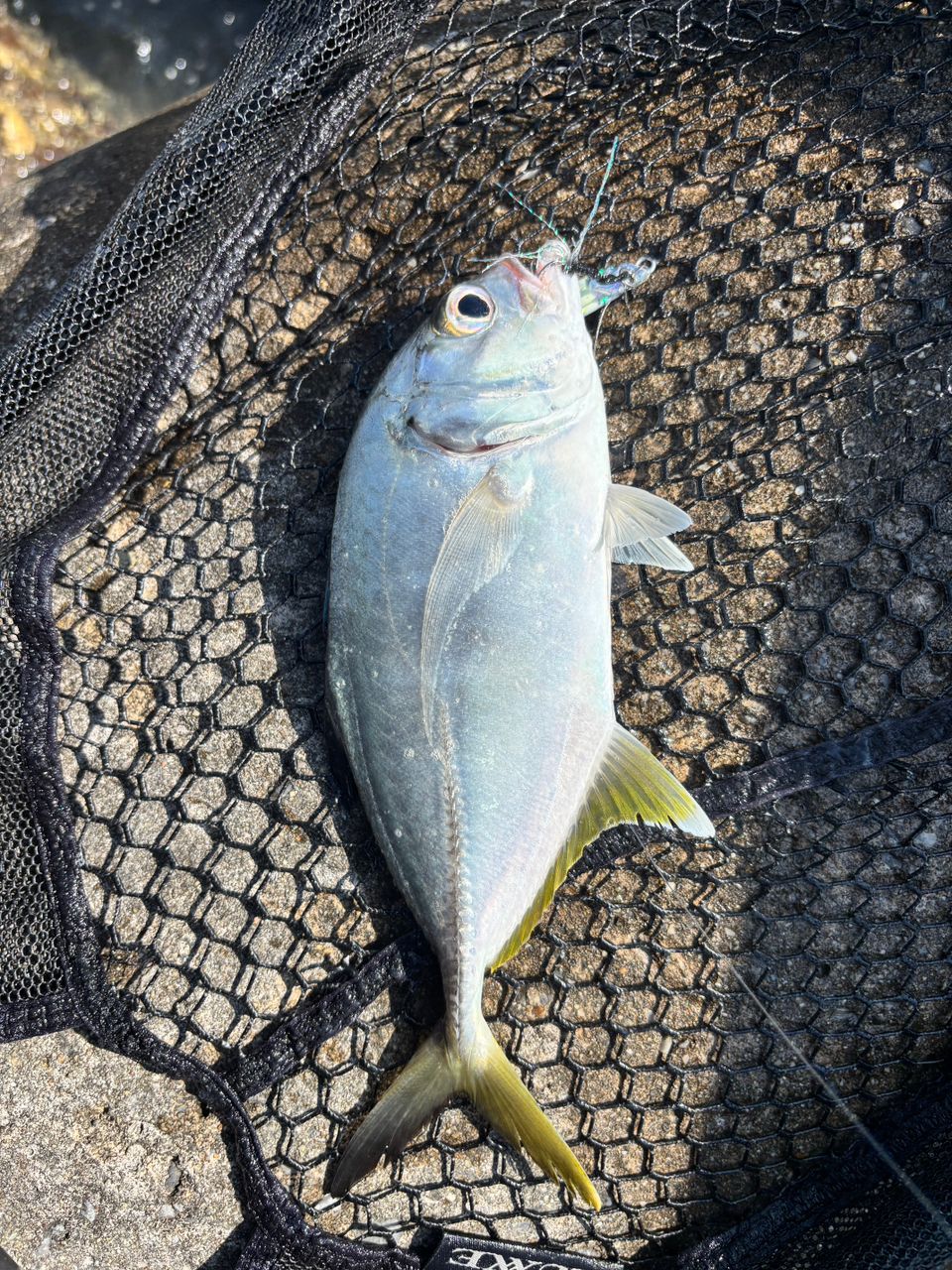 オニヒラアジ KGの釣行史 さんの 2026年03月28日のオニヒラアジの釣り・釣果情報