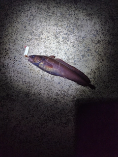 エゾイソアイナメの釣果