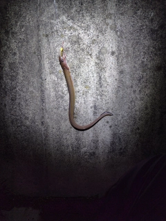 マアナゴの釣果