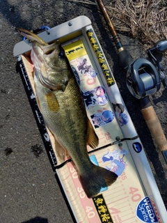 ラージマウスバスの釣果