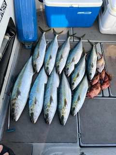 ヒラマサの釣果