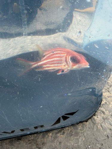 テリエビスの釣果