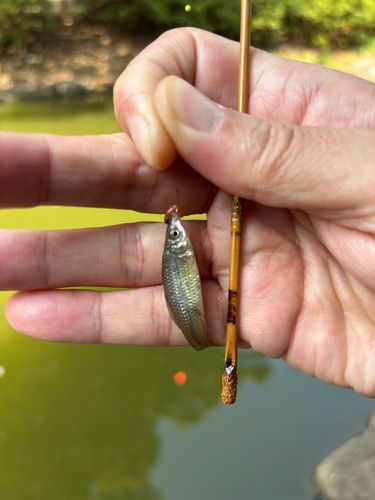 モツゴの釣果