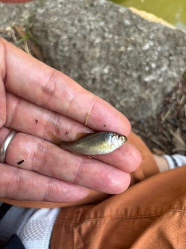 ヤリタナゴの釣果