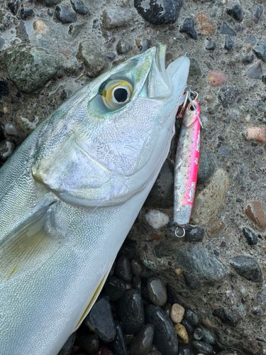 フクラギの釣果