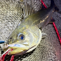 フッコ（マルスズキ）の釣果