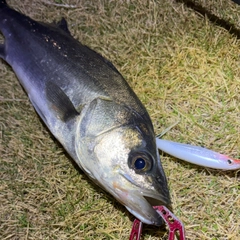 フッコ（マルスズキ）の釣果