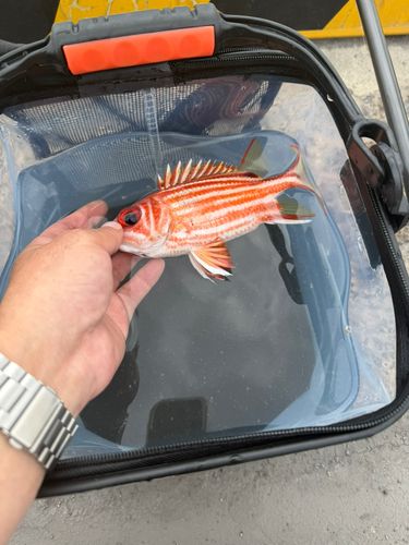 アヤメエビスの釣果