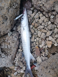 オニカマスの釣果