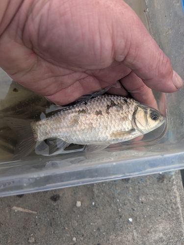 フナの釣果
