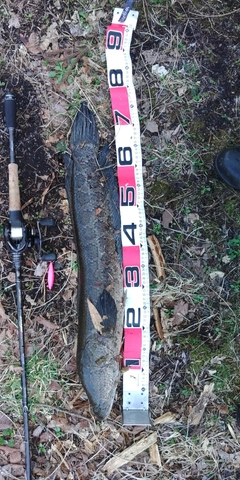 ライギョの釣果