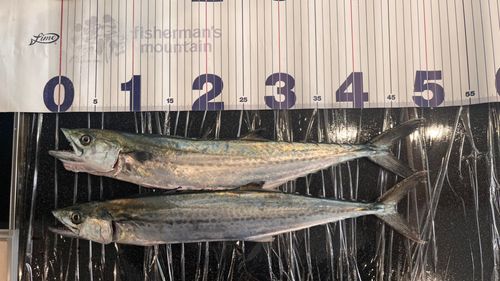 サゴシの釣果