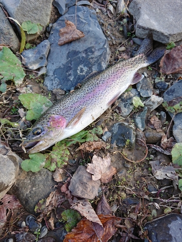 ニジマスの釣果