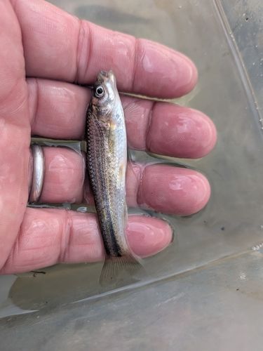 タモロコの釣果