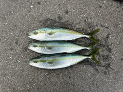 ツバイソの釣果