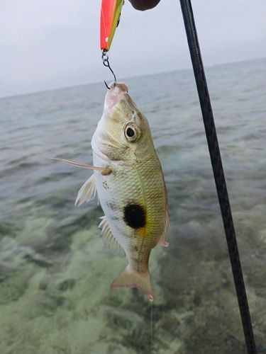 マトフエフキの釣果
