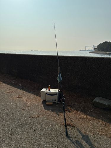 シロギスの釣果