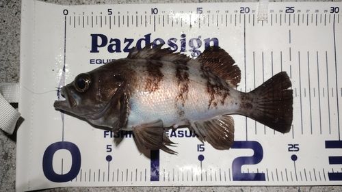 メバルの釣果