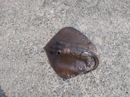 エイの釣果