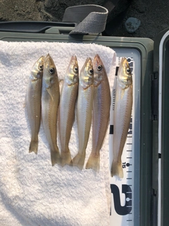 シロギスの釣果