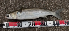 ボラの釣果