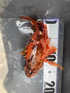 カサゴの釣果