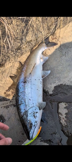 サクラマスの釣果