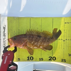 キジハタの釣果