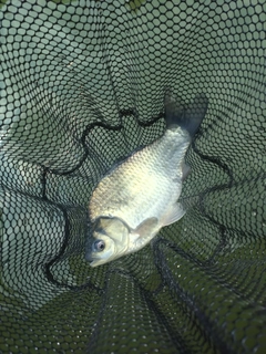 ヘラブナの釣果