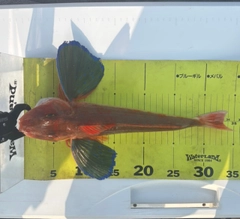 ホウボウの釣果