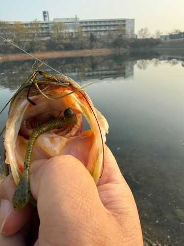 ラージマウスバスの釣果