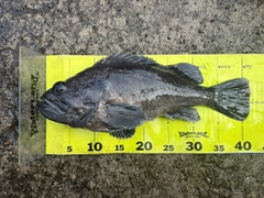 クロソイの釣果