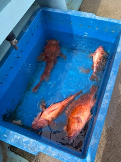 オニカサゴの釣果