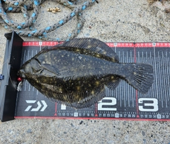 クロガシラガレイの釣果