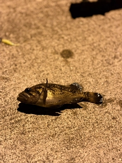 クロソイの釣果