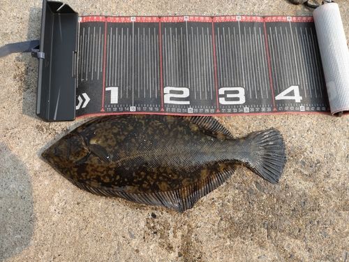 クロガシラガレイの釣果