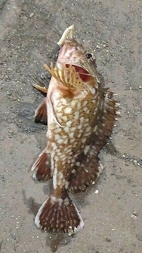 ガシラの釣果