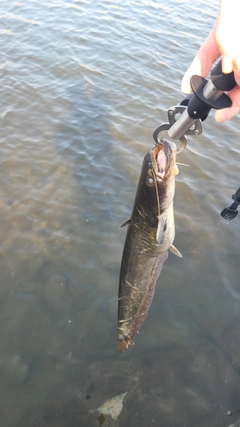 ナマズの釣果