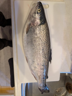 タイの釣果