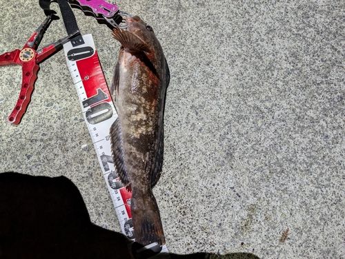 アイナメの釣果