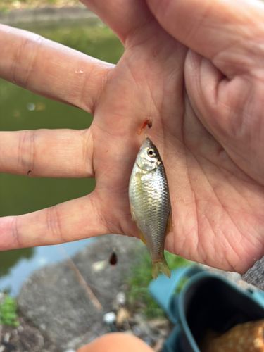ヤリタナゴの釣果