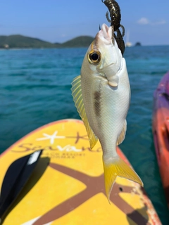 ヒトスジタマガシラの釣果