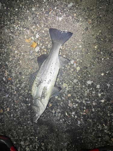ヒラスズキの釣果