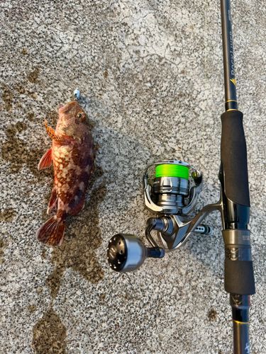カサゴの釣果
